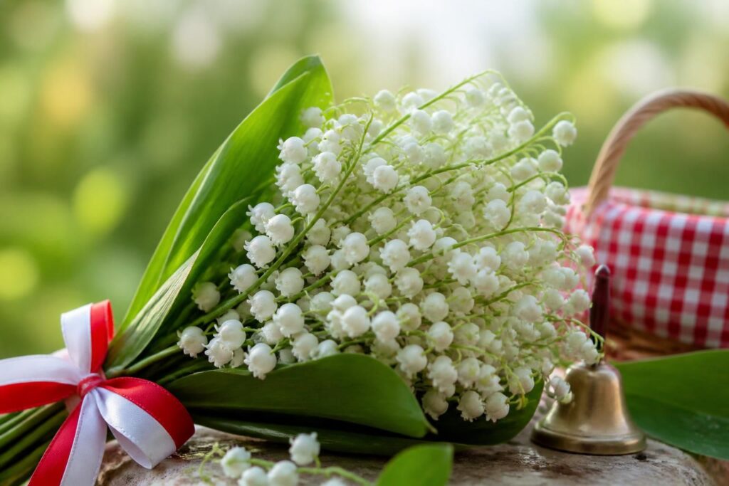 Muguet porte bonheur : signification des clochettes et traditions populaires